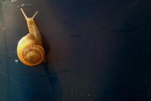snail, Gold