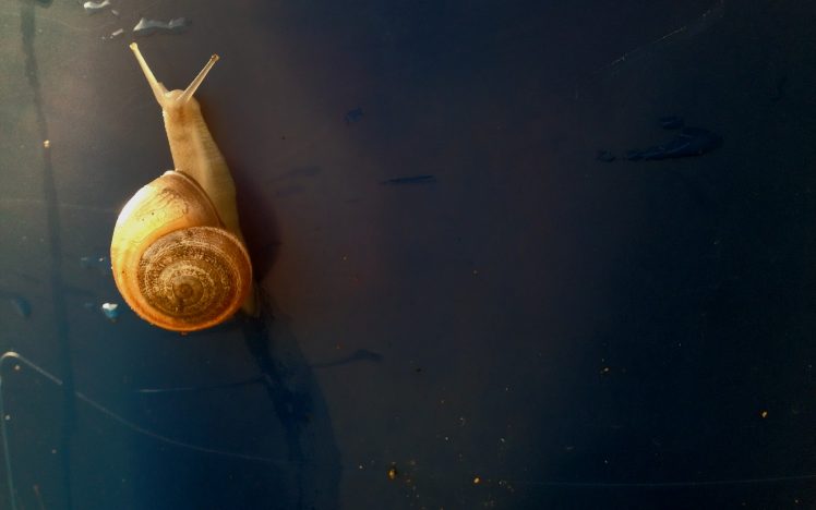 snail, Gold HD Wallpaper Desktop Background