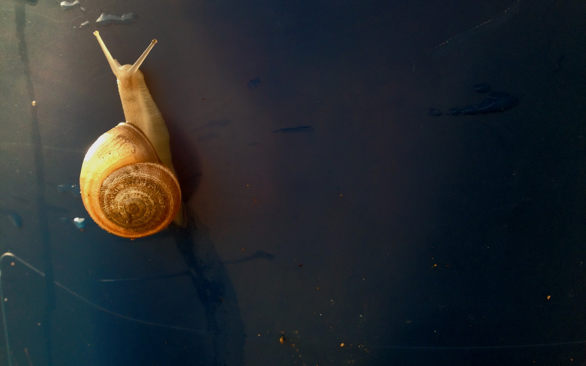 snail, Gold Wallpaper