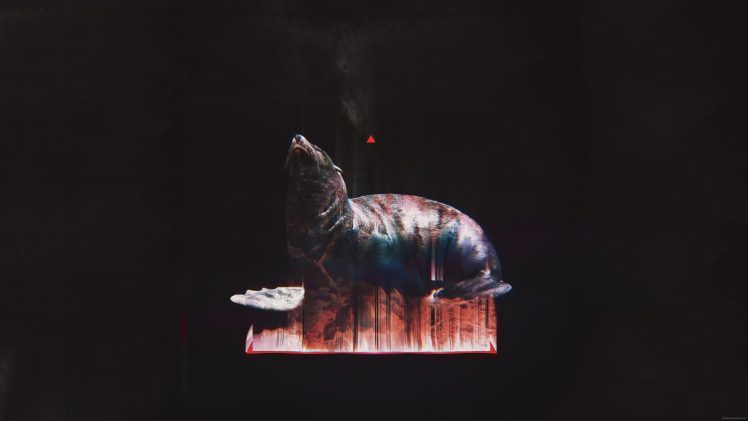 seals, Black, Animals, Glitch art, Abstract HD Wallpaper Desktop Background