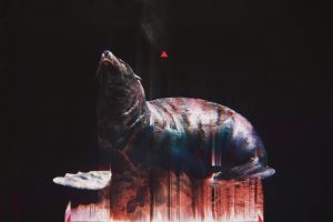glitch art, Abstract, Black, Animals, Seals