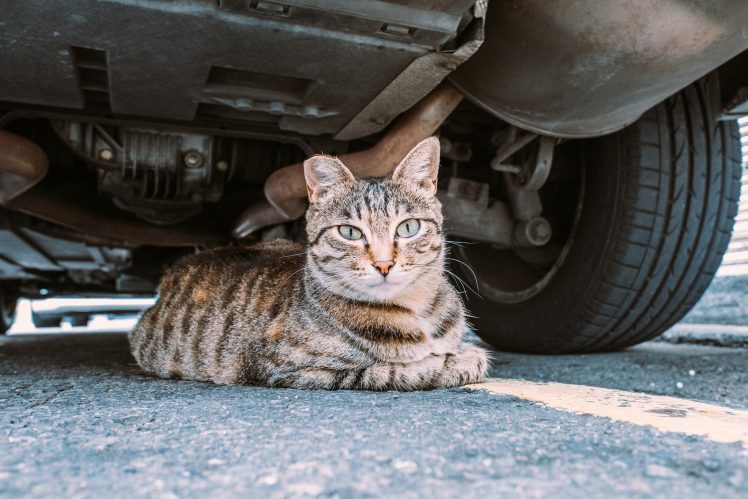 car, Vehicle, Cat, Animals HD Wallpaper Desktop Background