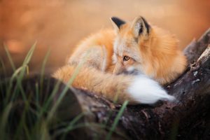 fox, Animals