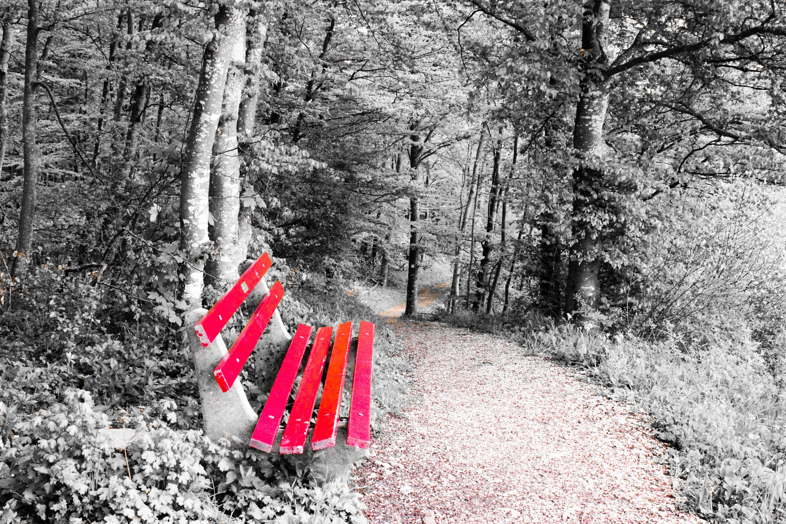 nature, Bench, Selective coloring Wallpaper