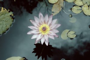 lotus flowers, Water, Plants