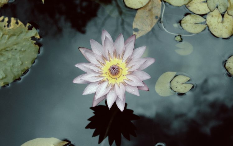 lotus flowers, Water, Plants HD Wallpaper Desktop Background
