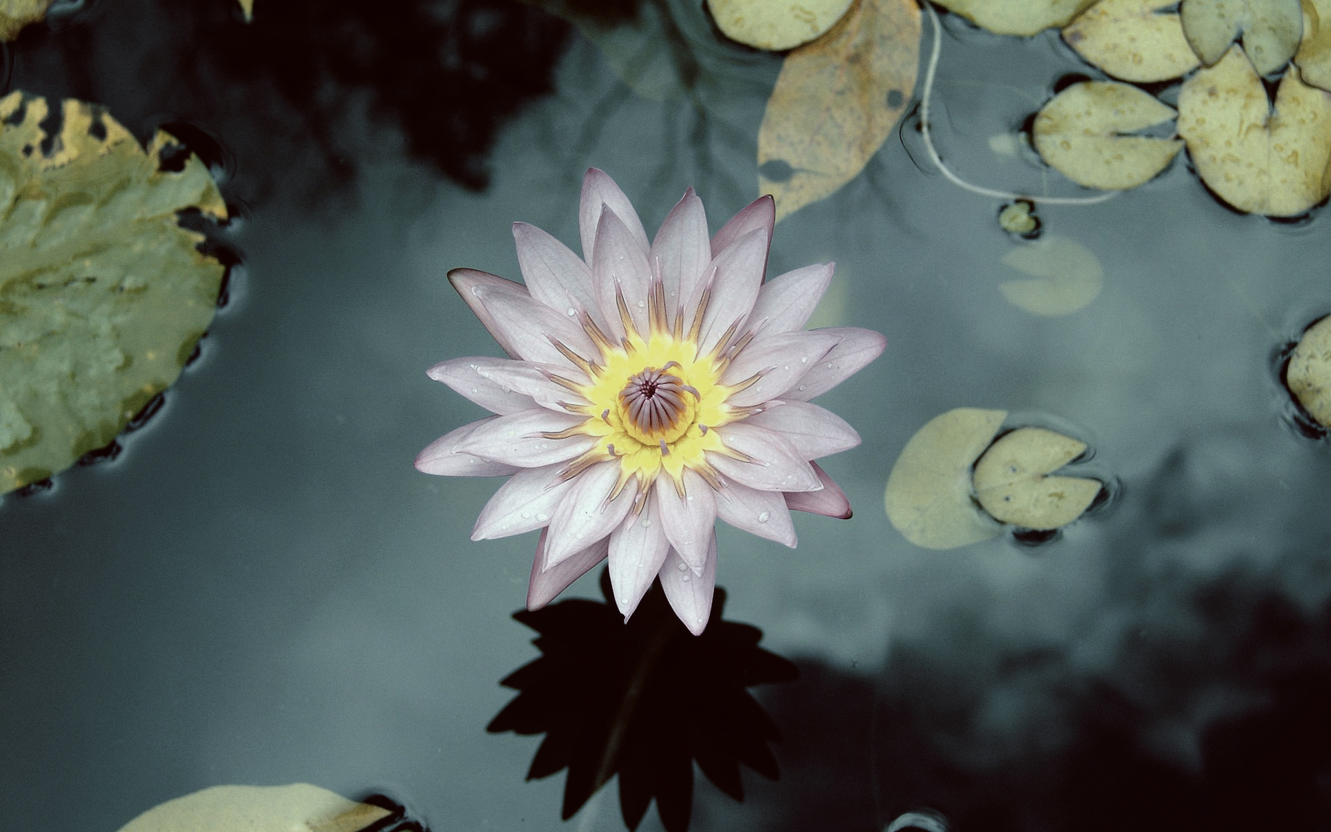 lotus flowers, Water, Plants Wallpaper