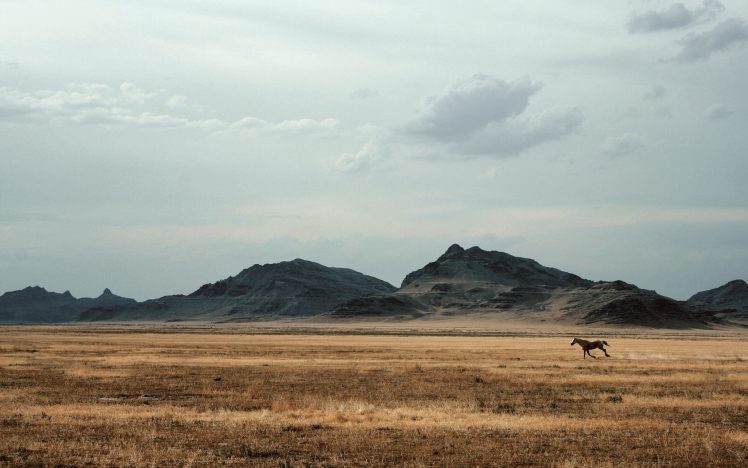 horse, Mountains, Sky, Field HD Wallpaper Desktop Background