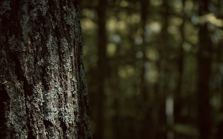 wood, Trees, Forest HD Wallpaper Desktop Background