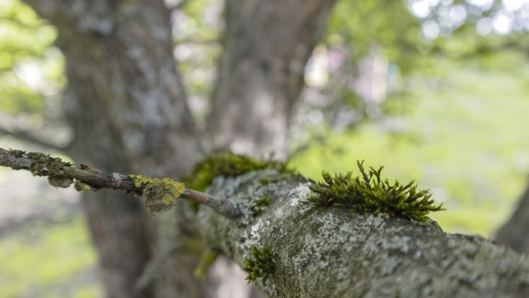 nature, Tree bark, Branch HD Wallpaper Desktop Background