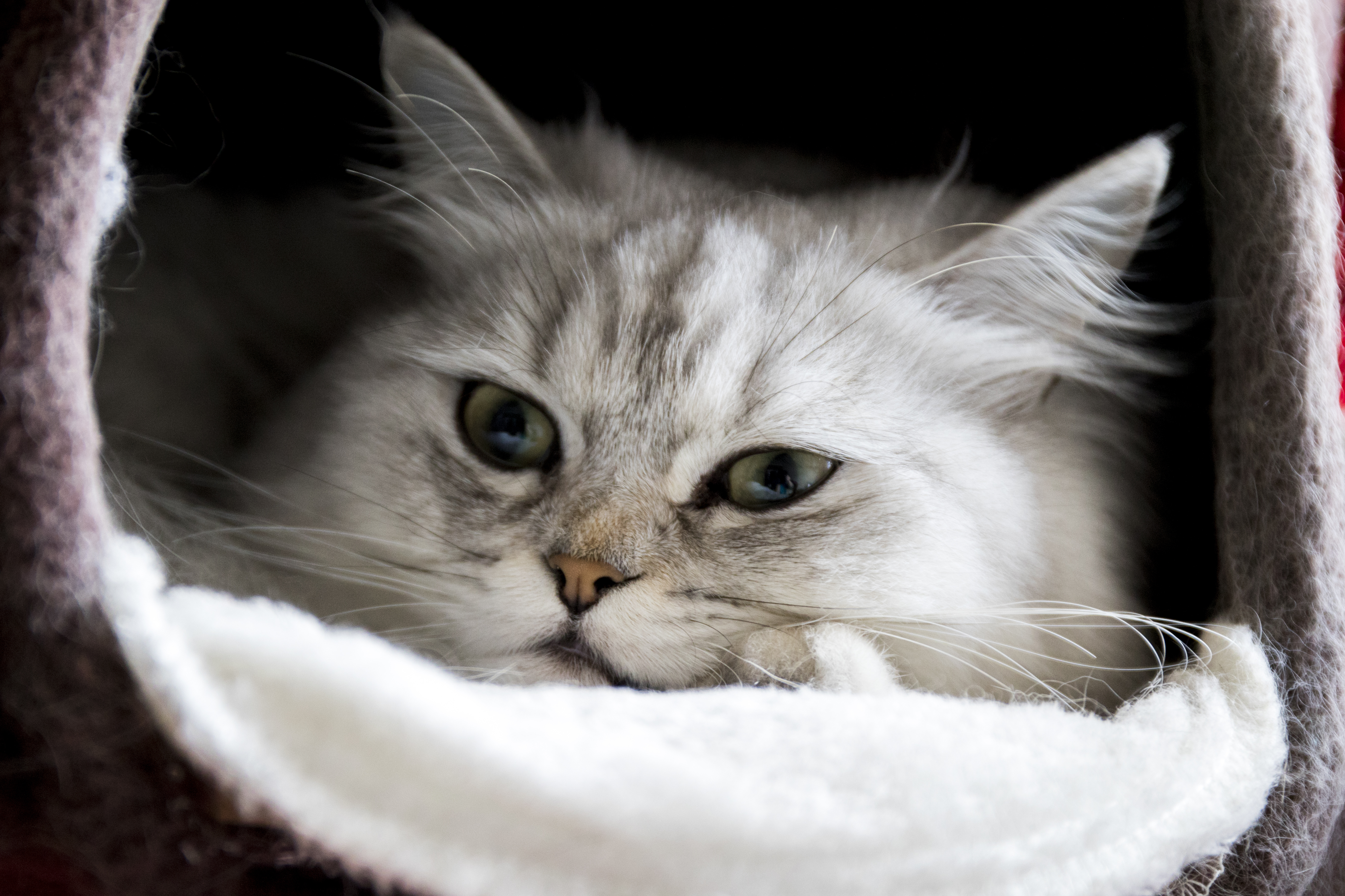 cat Wallpaper