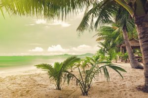 beach, Sea, Palm trees, Sand