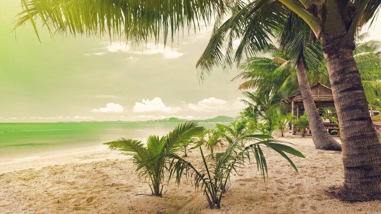 beach, Sea, Palm trees, Sand HD Wallpaper Desktop Background