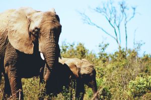 wildlife, Landscape, Africa, Animals, Elephant