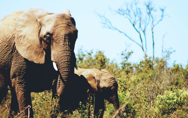 wildlife, Landscape, Africa, Animals, Elephant HD Wallpaper Desktop Background