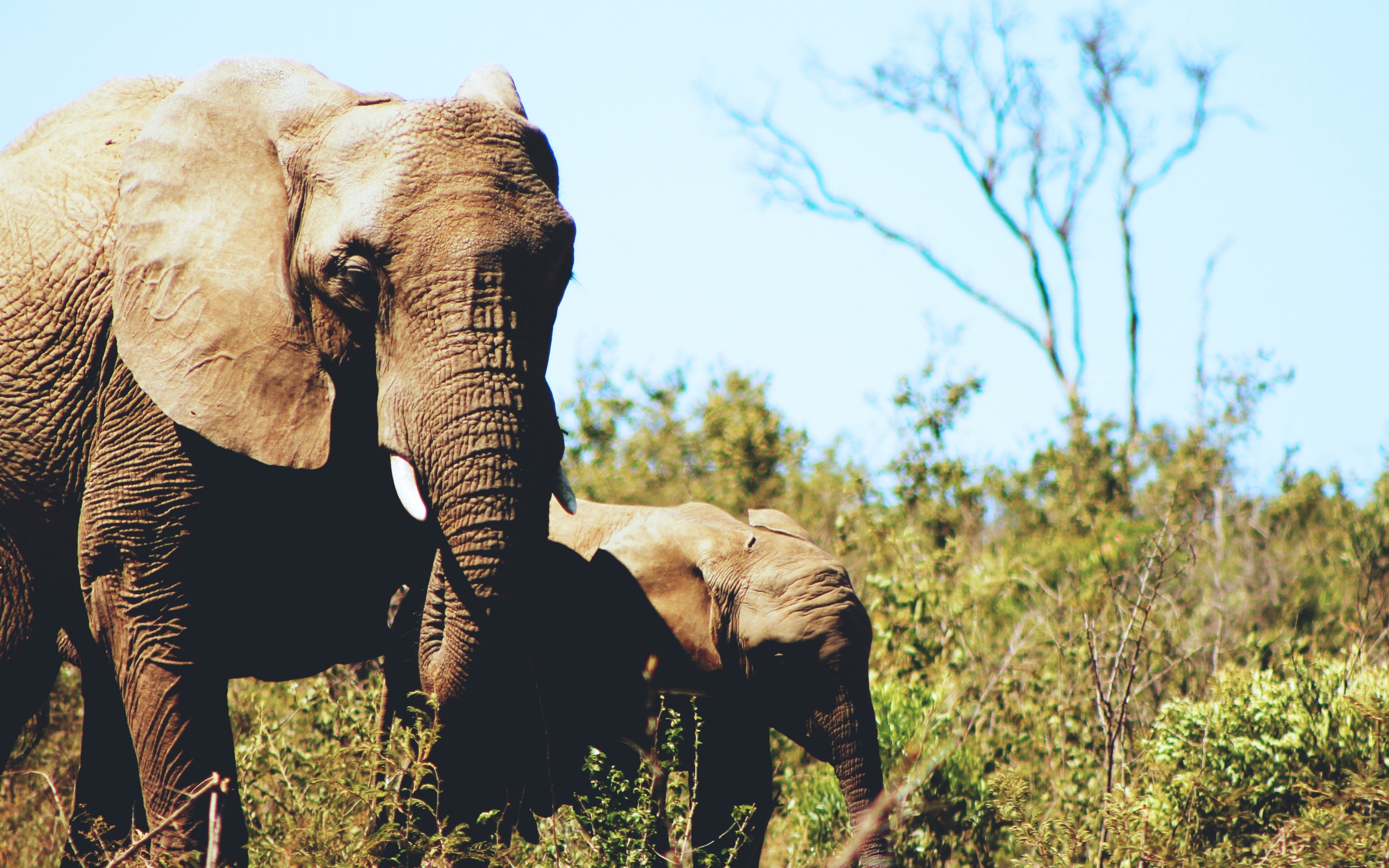 wildlife, Landscape, Africa, Animals, Elephant Wallpaper