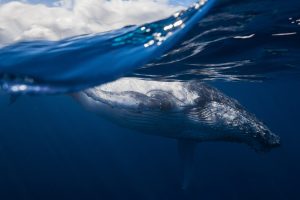 whale, Animals, Sea, Underwater