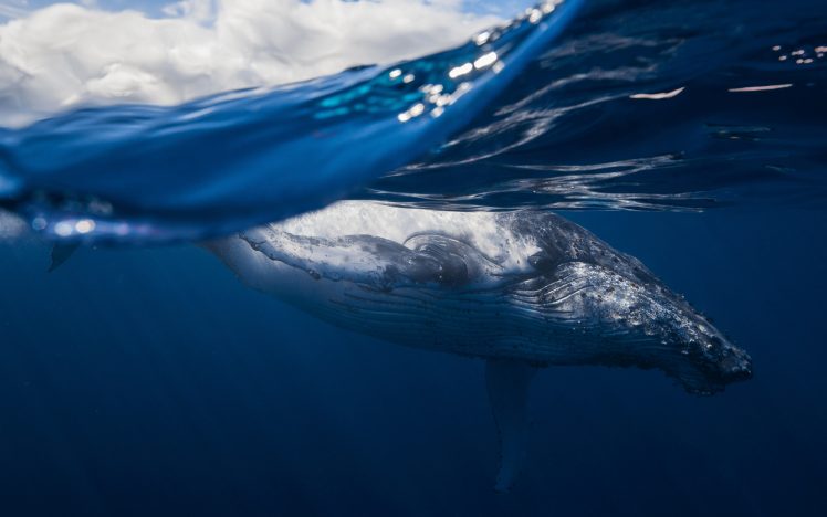 whale, Animals, Sea, Underwater HD Wallpaper Desktop Background