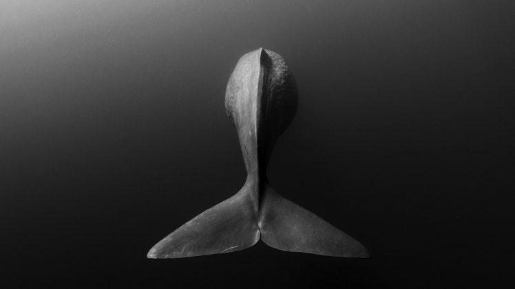 animals, Whale, Monochrome HD Wallpaper Desktop Background