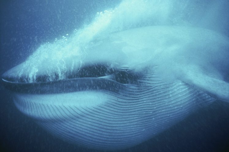 animals, Whale, Sea, Underwater HD Wallpaper Desktop Background