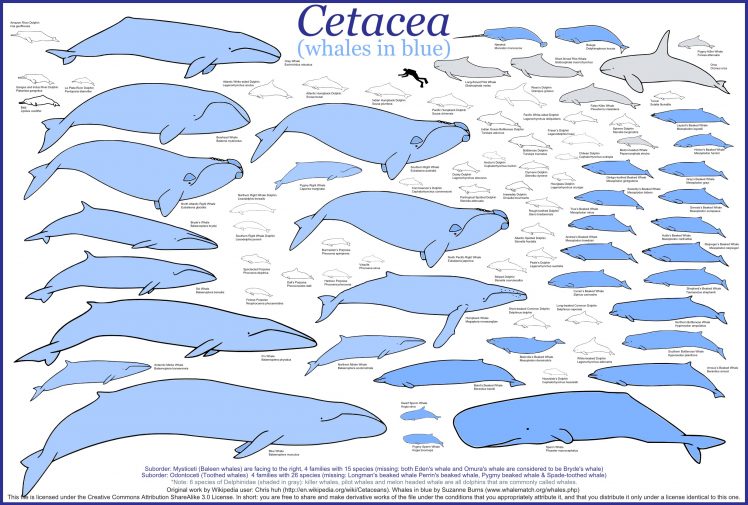 animals, Whale HD Wallpaper Desktop Background