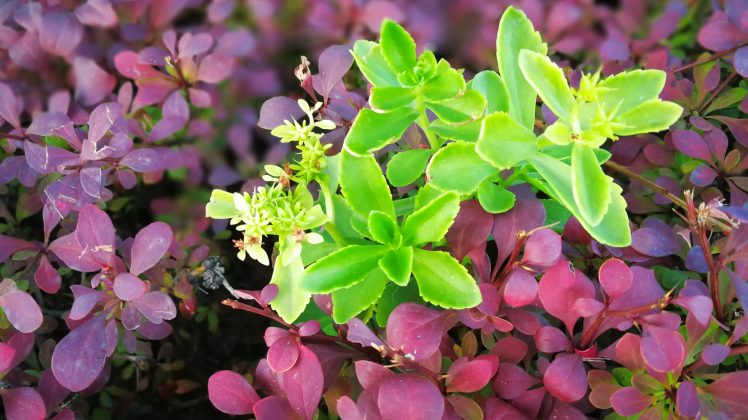 Edf HD Wallpaper Desktop Background