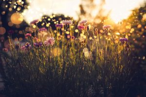 plants, Flowers, Nature, Sunlight