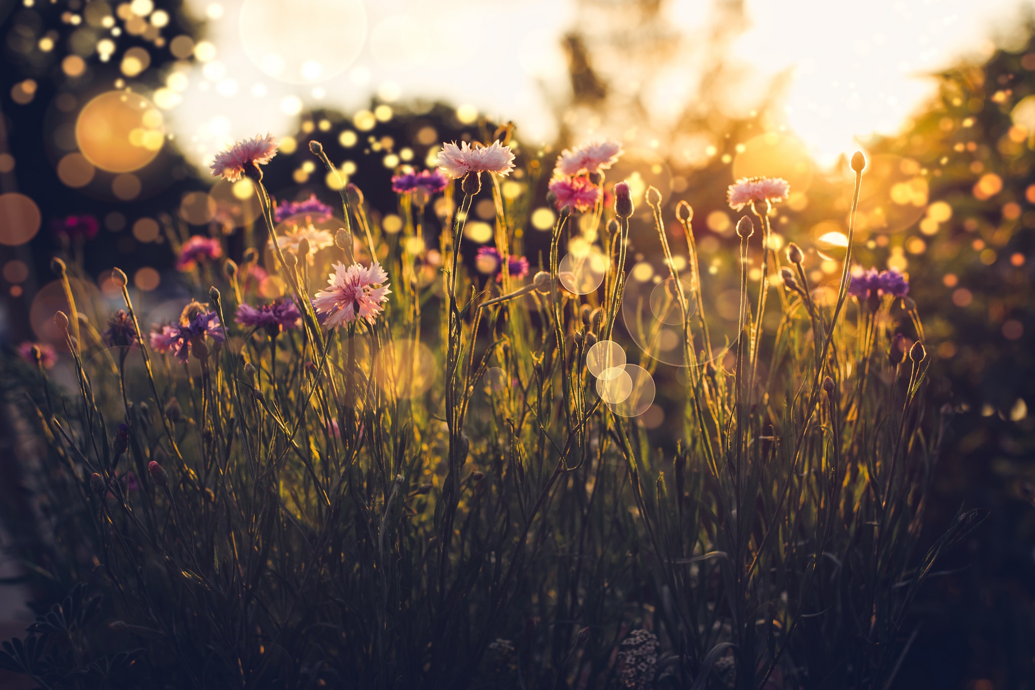 plants, Flowers, Nature, Sunlight Wallpaper