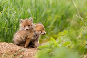 baby animals, Nature, Animals, Fox