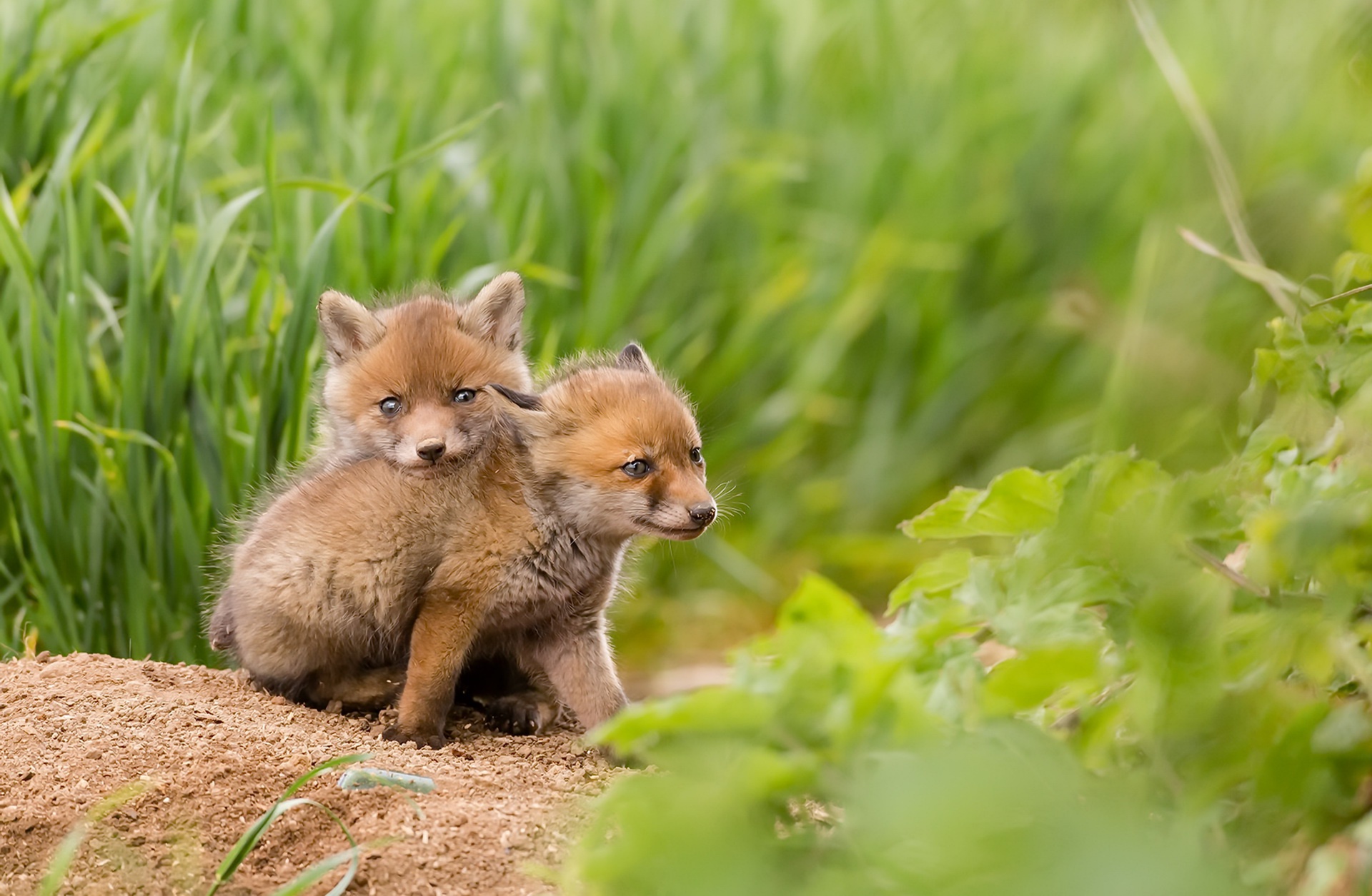 baby animals, Nature, Animals, Fox Wallpaper