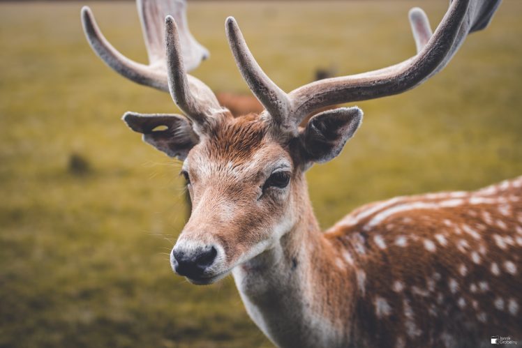 deer, Animals, Canon EOS 700D, Canon, Sigma, Sigma art HD Wallpaper Desktop Background