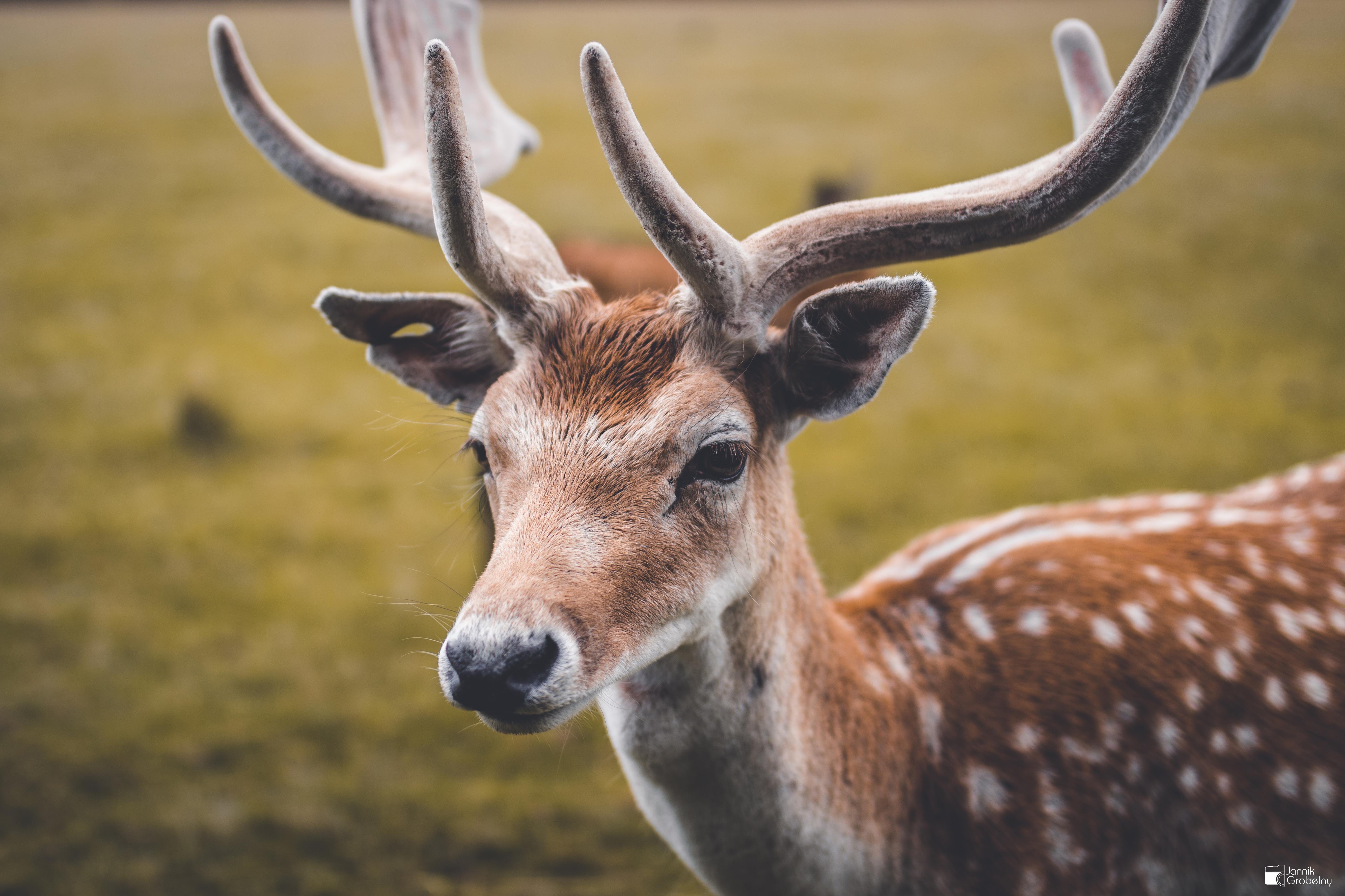 deer, Animals, Canon EOS 700D, Canon, Sigma, Sigma art Wallpaper