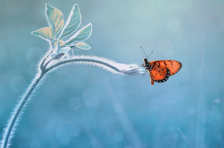 nature, Macro, Animals, Insect, Plants HD Wallpaper Desktop Background