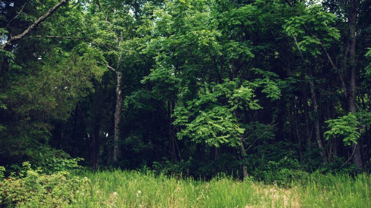 nature, Outdoors, Trees, Field HD Wallpaper Desktop Background