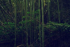 nature, Outdoors, Bamboo