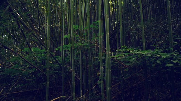 nature, Outdoors, Bamboo HD Wallpaper Desktop Background