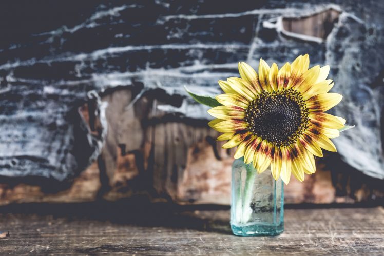 flowers, Plants, Sunflowers HD Wallpaper Desktop Background