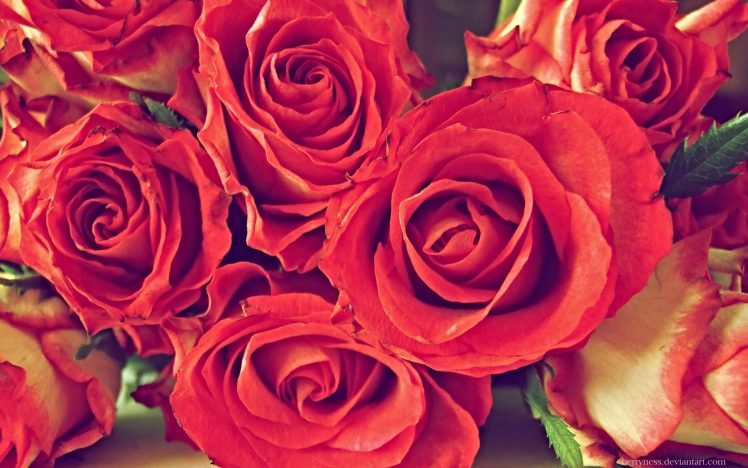 flowers, Red flowers, Rose HD Wallpaper Desktop Background