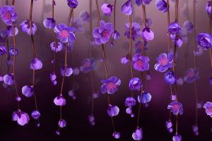 flowers, Purple flowers