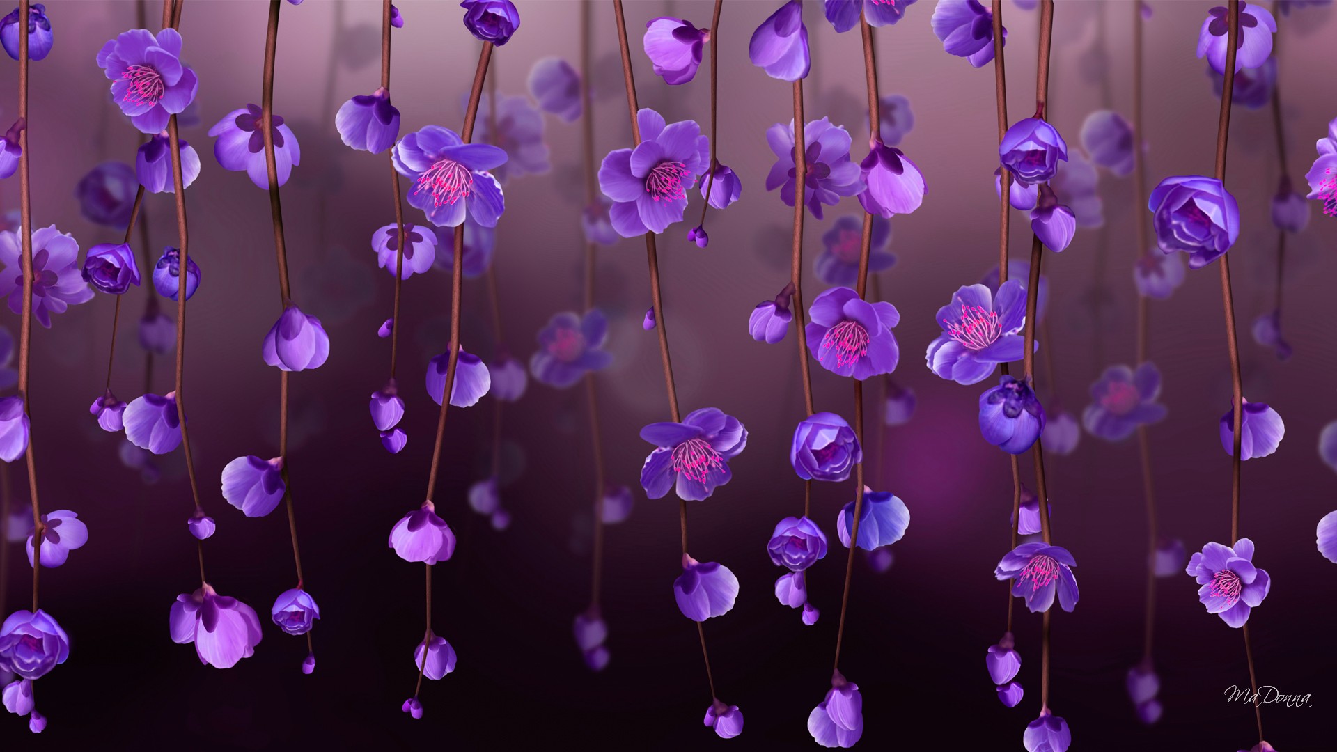 flowers, Purple flowers Wallpapers HD / Desktop and Mobile Backgrounds