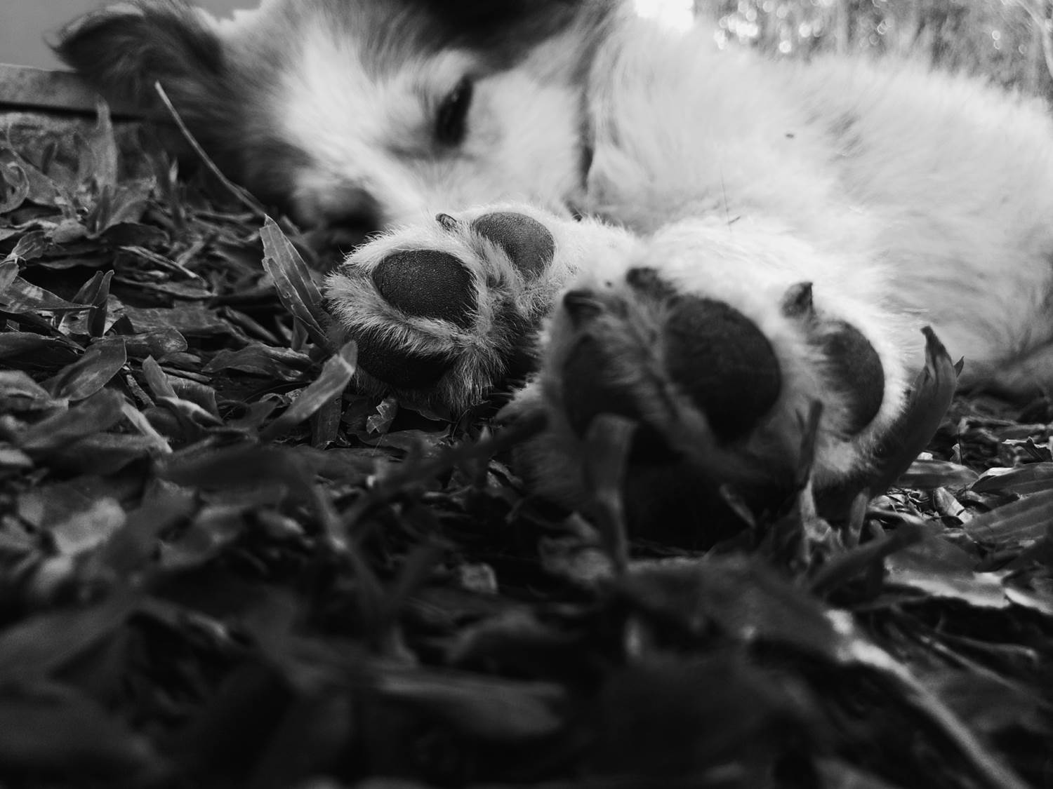 paws, Dog,  grey, Monochrome Wallpaper