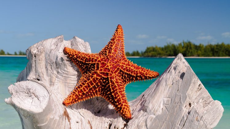 nature, Starfish, Sea, Water, Wood, Tropical, Landscape, Horizon HD Wallpaper Desktop Background