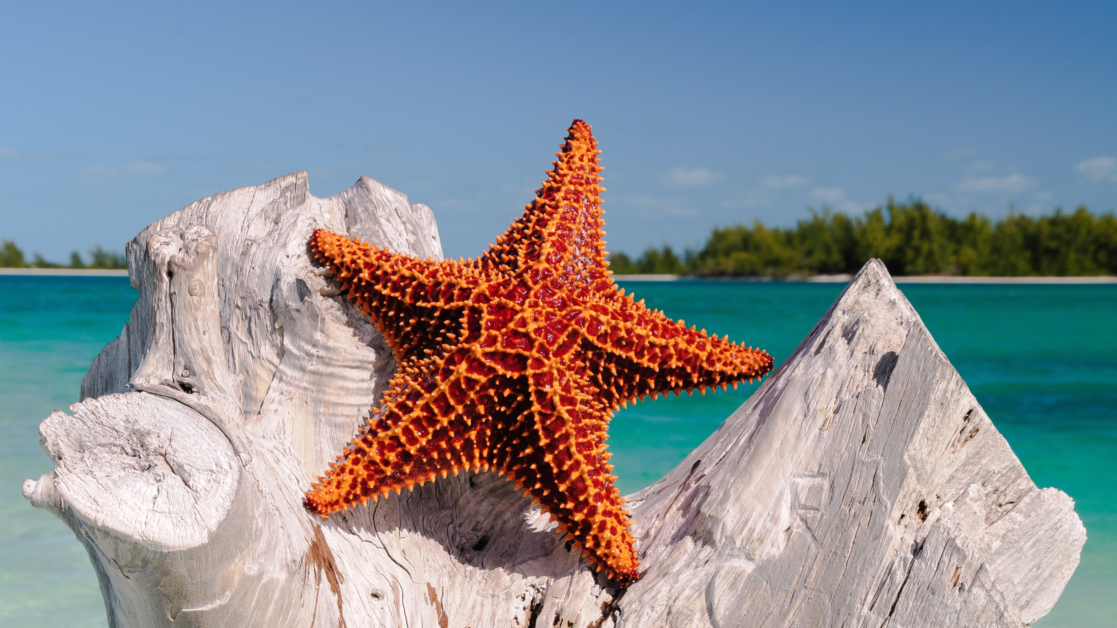 nature, Starfish, Sea, Water, Wood, Tropical, Landscape, Horizon Wallpaper