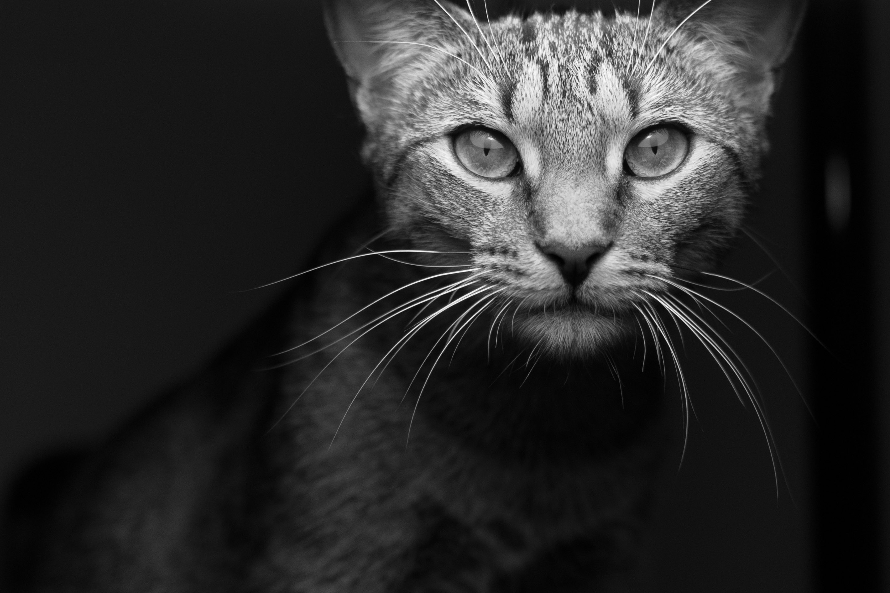 cat, Animals, Monochrome, Photography Wallpaper