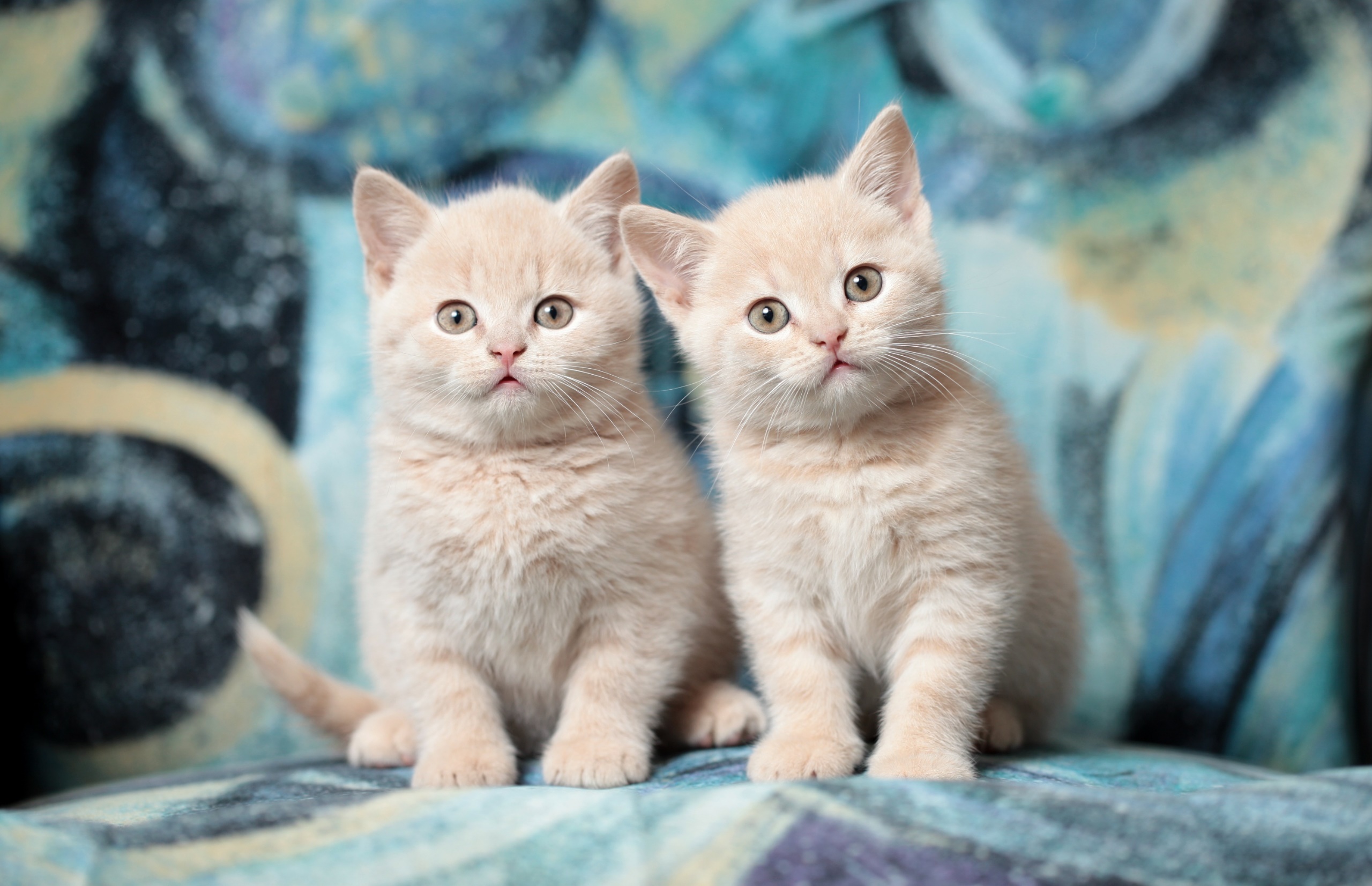 animals, Cat, Kittens Wallpaper