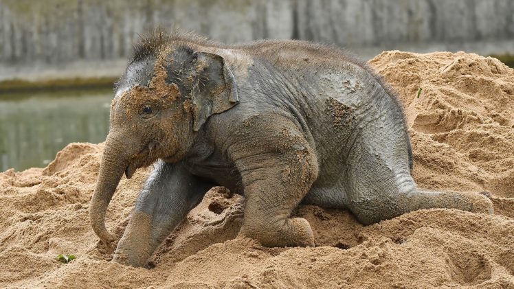 elephant, Animals, Baby animals HD Wallpaper Desktop Background