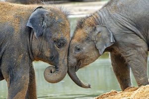 elephant, Baby animals, Animals