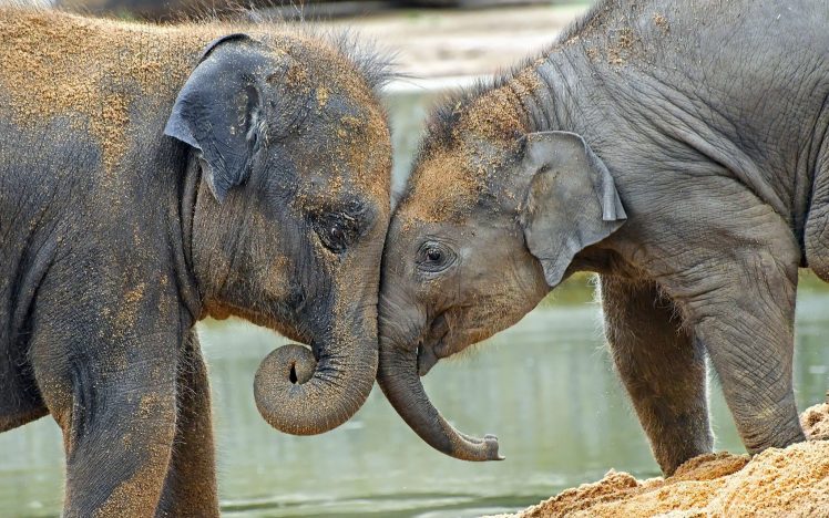 elephant, Baby animals, Animals HD Wallpaper Desktop Background