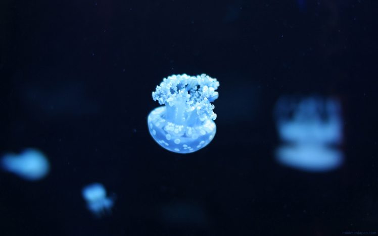 jellyfish, Sea, Underwater HD Wallpaper Desktop Background