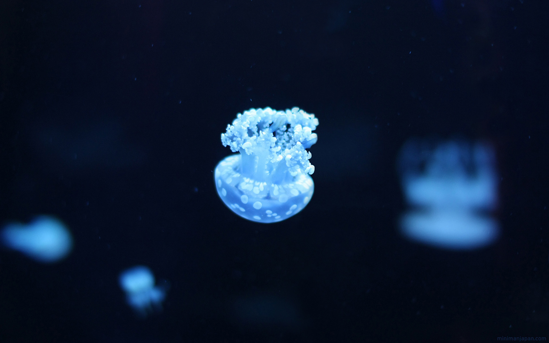 jellyfish, Sea, Underwater Wallpaper